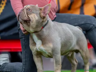 Bulldog Francés perros New shade an tan para monta - Anuncio 1