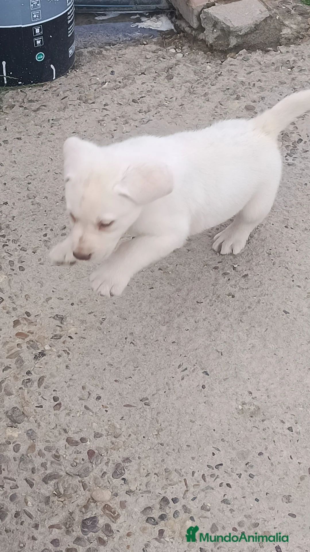 Labrador Retriever perros en venta: Macho labrador retriever dorado  en Málaga - Anuncio 2