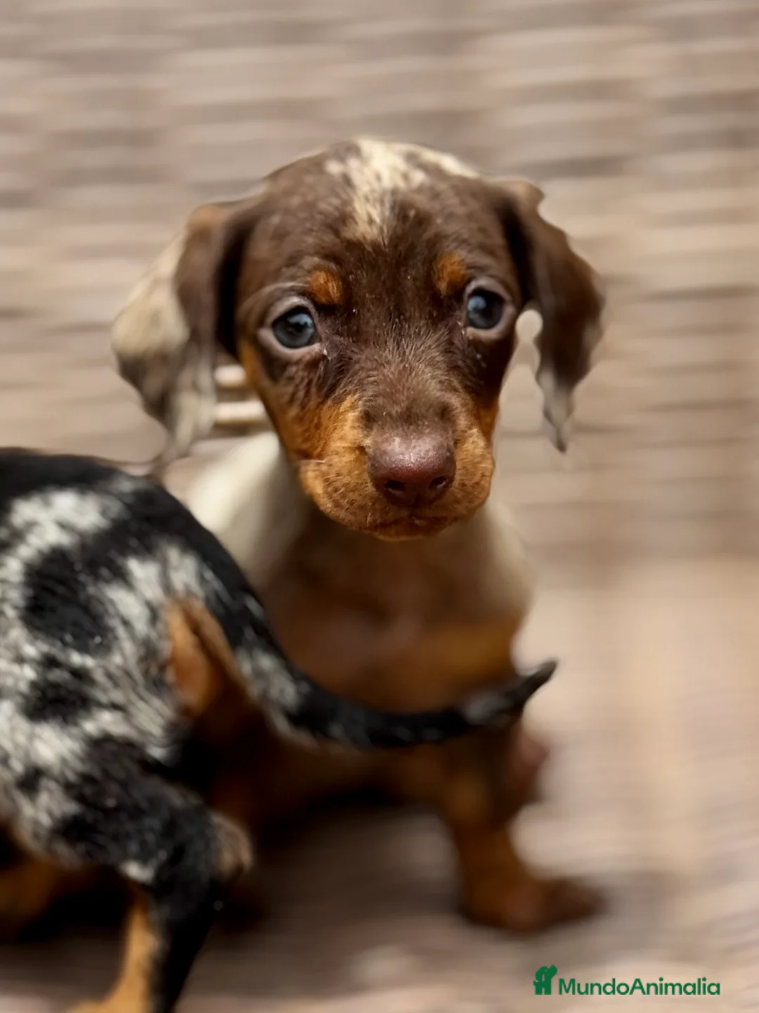 Teckel Miniatura perros en venta: Teckel mini - Anuncio 12