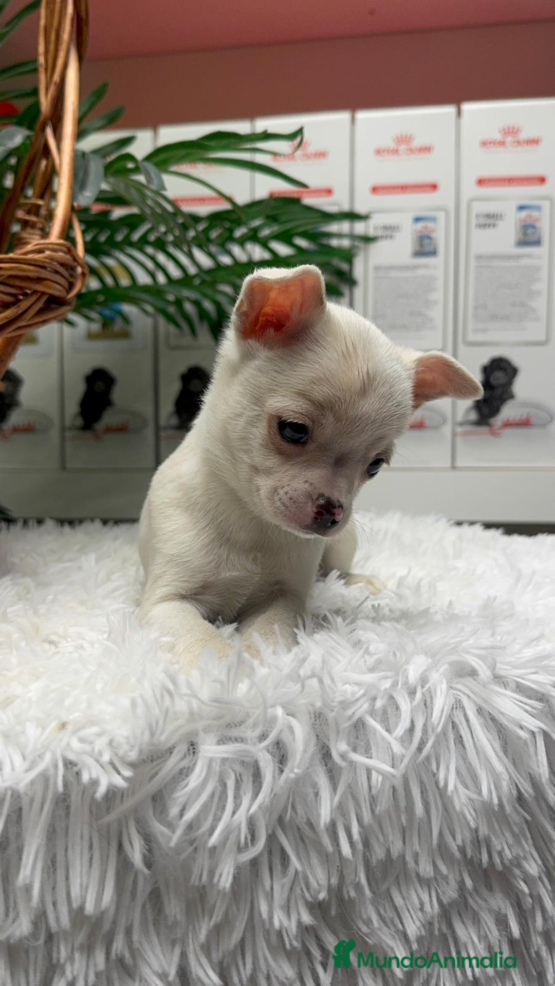 Chihuahua perros en venta: CHIHUAHUA MACHO - Anuncio 19