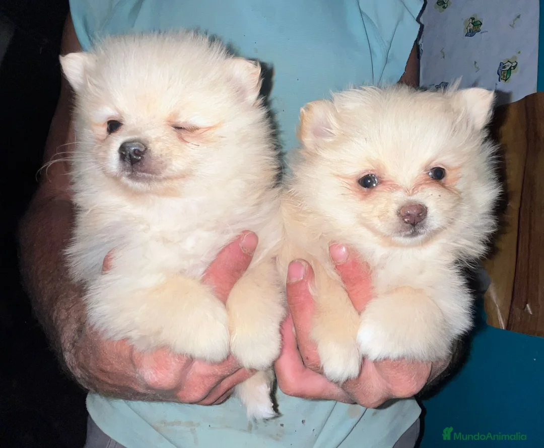 Pomerania perros en venta: Pomerania toy  - Anuncio 2