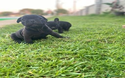 Bulldog Francés perros en venta: bulldog frances  - Imagen 3