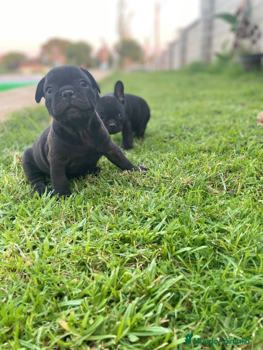 Bulldog Francés perros en venta: bulldog frances  - Imagen 3