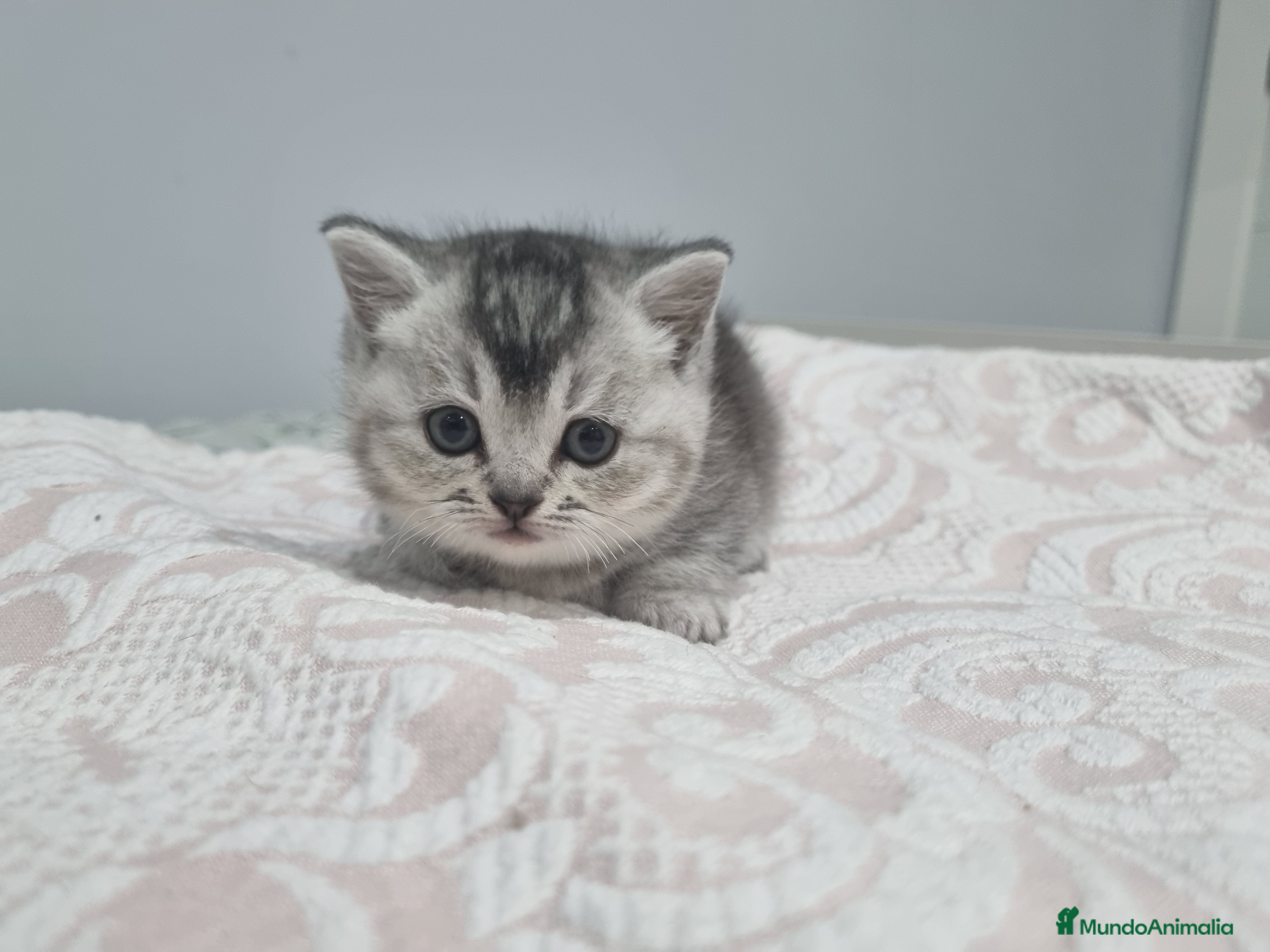 Munchkin gatos en venta: Munsckin  - Anuncio 3