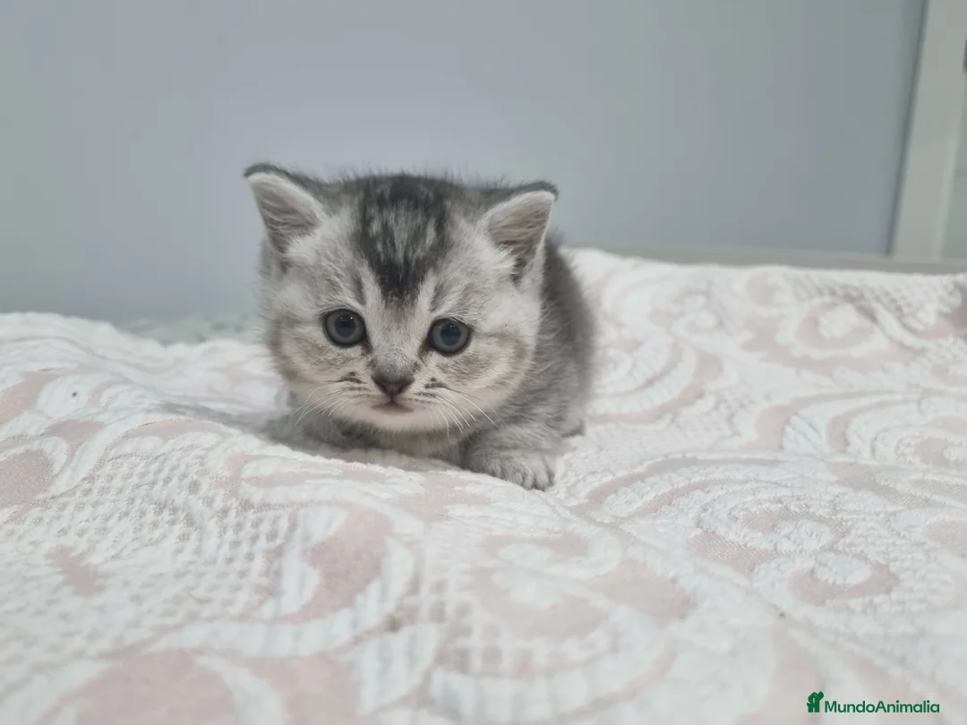 Munchkin gatos en venta: Munsckin  - Anuncio 1