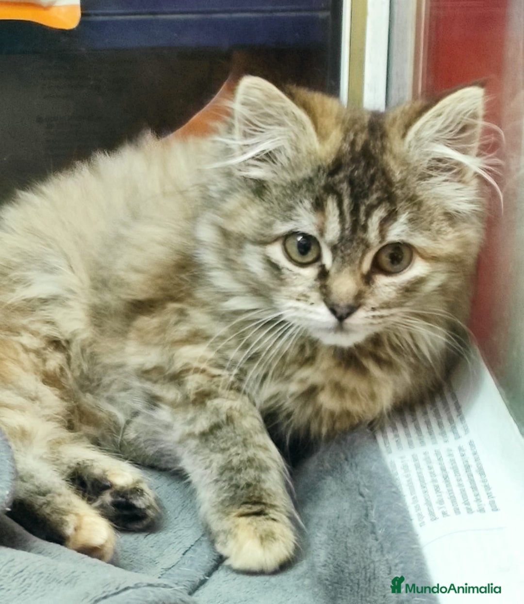 Persa gatos en venta: Últimas hembras de persa europeo - Anuncio 1