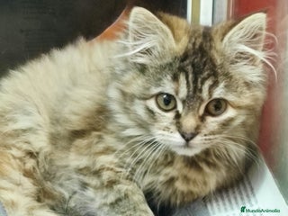 Persa gatos Últimas hembras de persa europeo - Anuncio 4