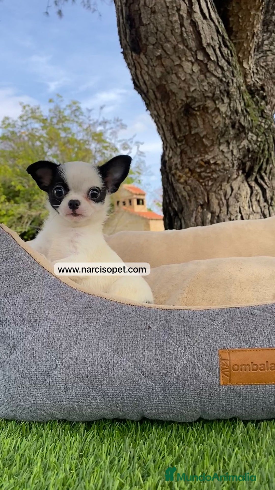 Chihuahua perros en venta: CHIHUAHUA CACHORRO - Imagen 3