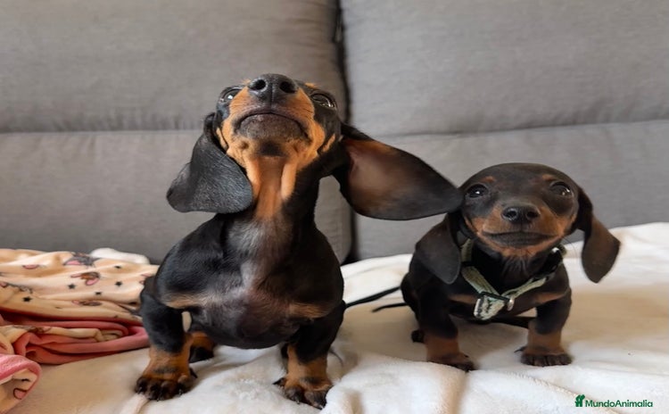 Teckel Miniatura perros - Anuncio 6