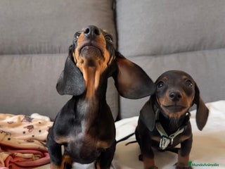 Teckel Miniatura perros - Anuncio 5