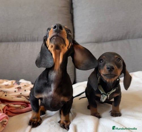 Teckel Miniatura perros - Anuncio 6