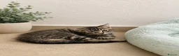 Raza Mixta gatos en venta: 🐱 GATITOS CON DESCENDENCIA MAINE COON EN ADOPCIÓN - Anuncio 5