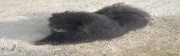 Pomerania perros en venta: Pomerania  - Anuncio 9