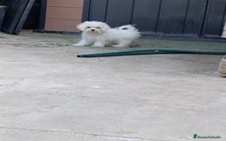 Bichón Maltés perros en venta: Macho maltés 5 meses coreano ❗❗❗ - Imagen 3