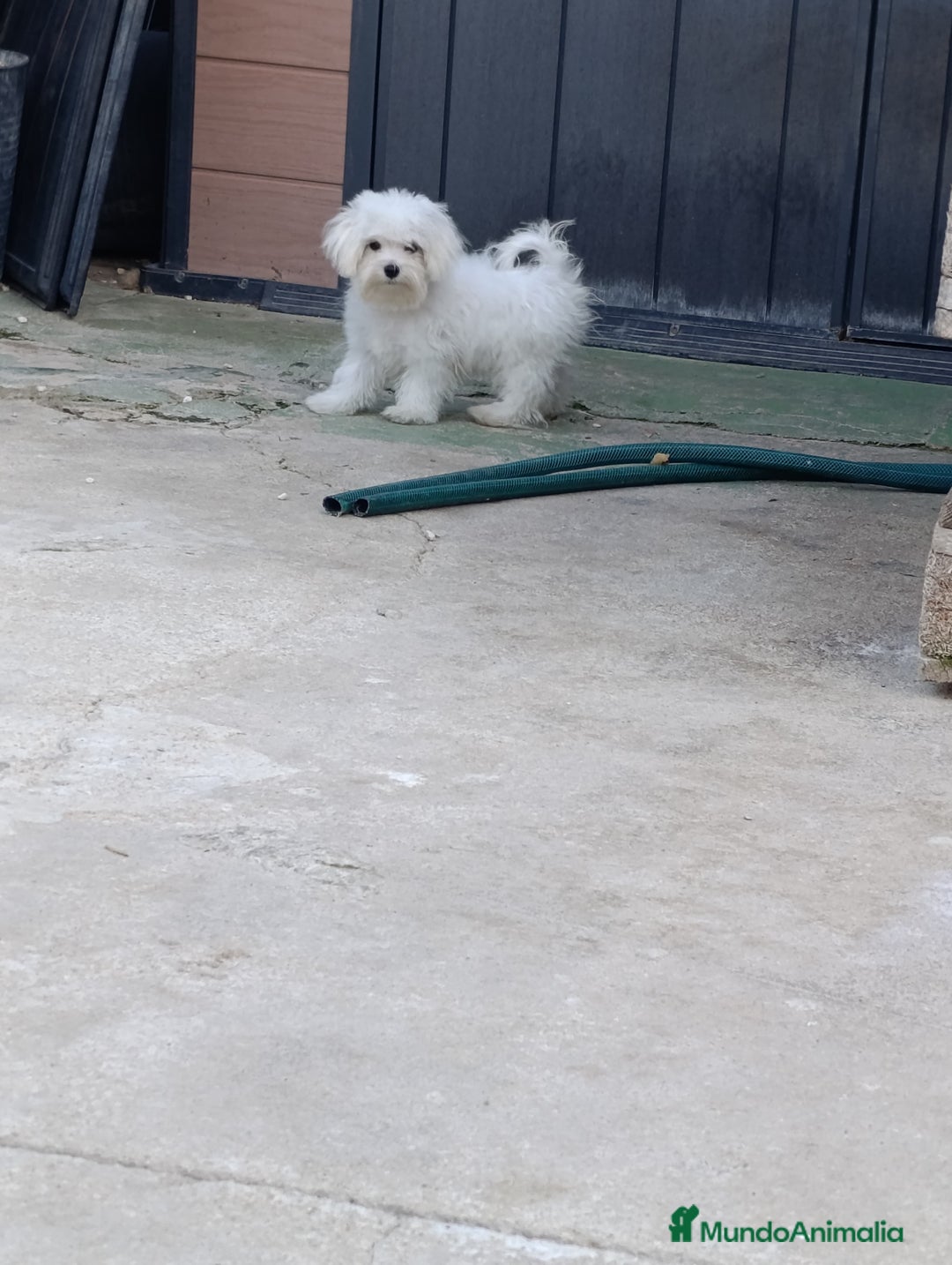 Bichón Maltés perros en venta: Macho maltés 5 meses coreano ❗❗❗ - Imagen 3