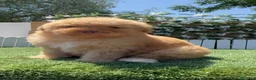 Perro de Agua Español perros en venta: PERRO DE AGUA ESPAÑOL - Anuncio 8