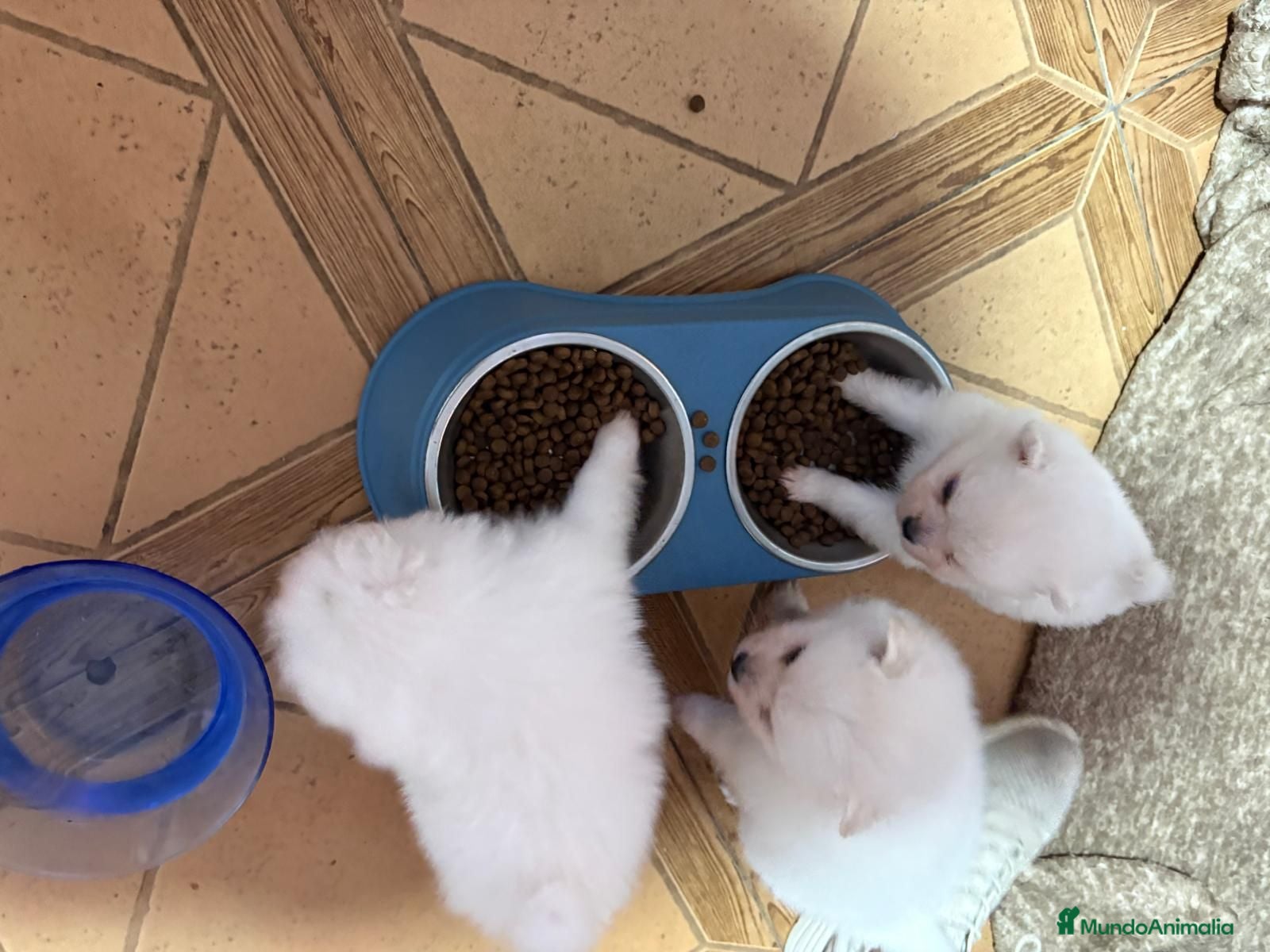 Pomerania perros Pomerania  - Anuncio 5