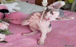 Sphynx gatos en venta: Hembra sphynx elfo tacto terciopelo en Madrid - Imagen 2