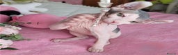 Sphynx gatos en venta: Hembra sphynx elfo tacto terciopelo en Madrid - Anuncio 2
