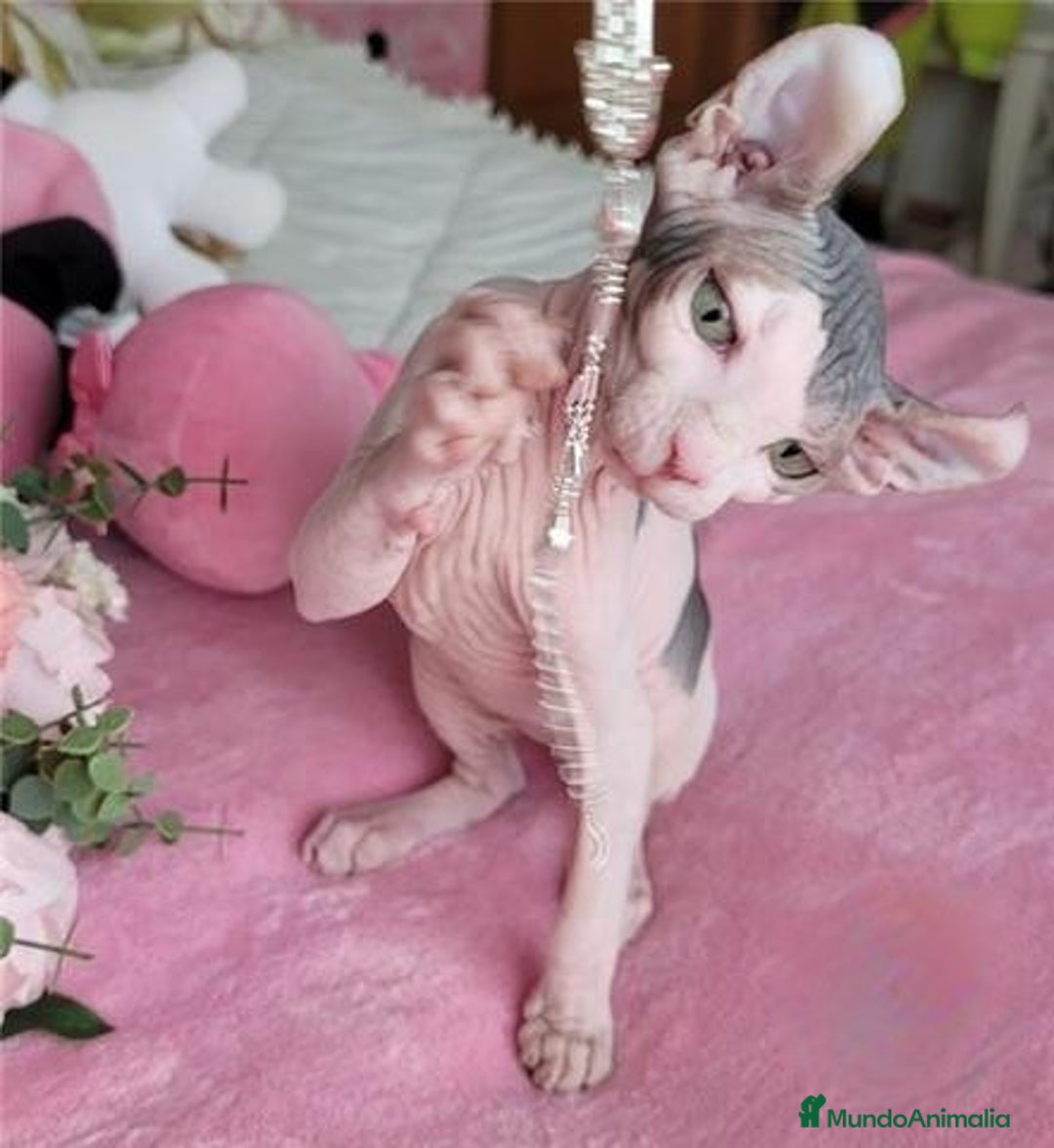 Sphynx gatos en venta: Hembra sphynx elfo tacto terciopelo en Madrid - Imagen 2