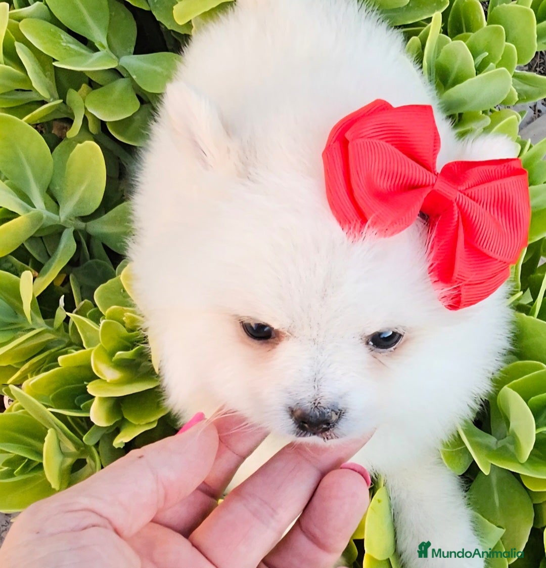 Pomerania perros en venta: Preciosa cachorrita Pomerania  - Imagen 2