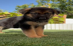 Pastor Alemán perros en venta: PASTOR ALEMAN - Imagen 2