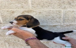 Beagle perros en venta: Beagles para entregar  - Imagen 1
