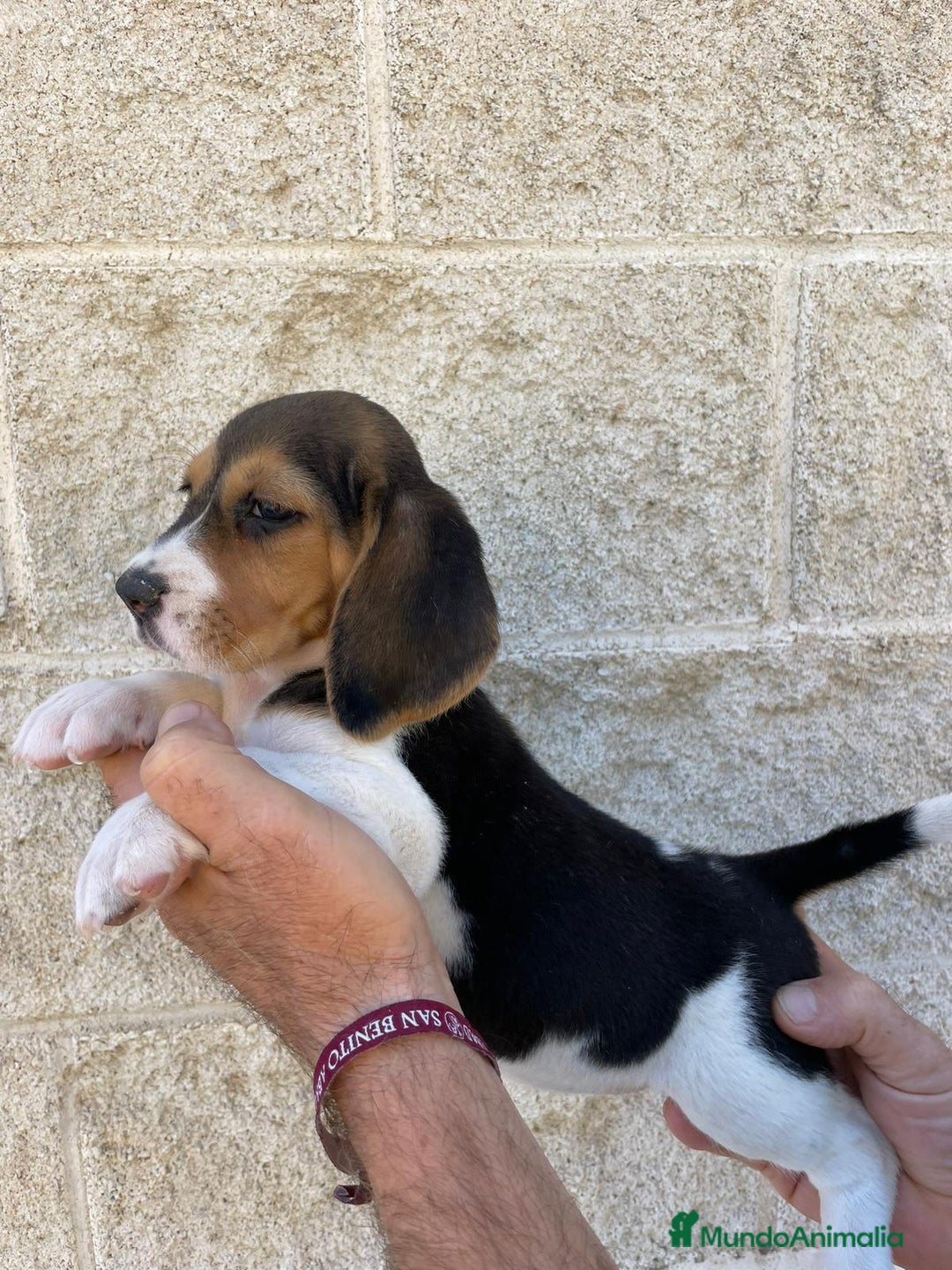 Beagle perros en venta: Beagles para entregar  - Imagen 1