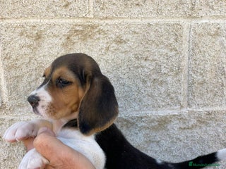 Beagle perros - Anuncio 5