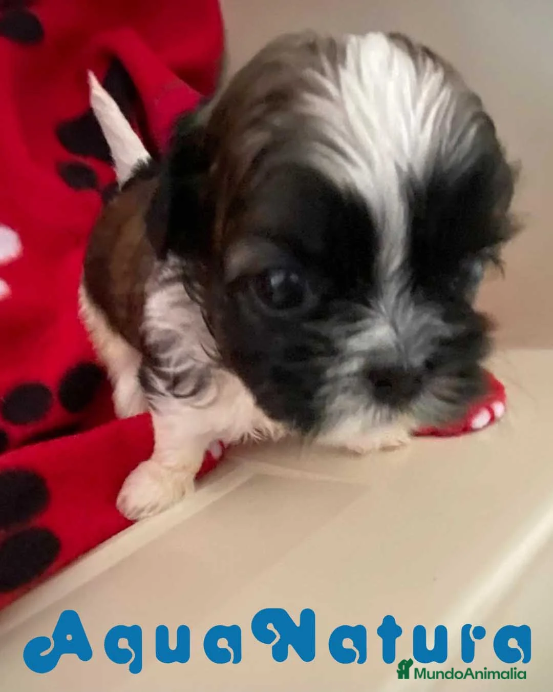 Shih Tzu perros en venta: Shih Tzu Macho 2 de Ada y Newman AQUANATURA - Anuncio 6