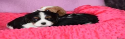 Cavalier King Charles Spaniel perros en venta: hembra tricolor calidad compañia - Anuncio 1