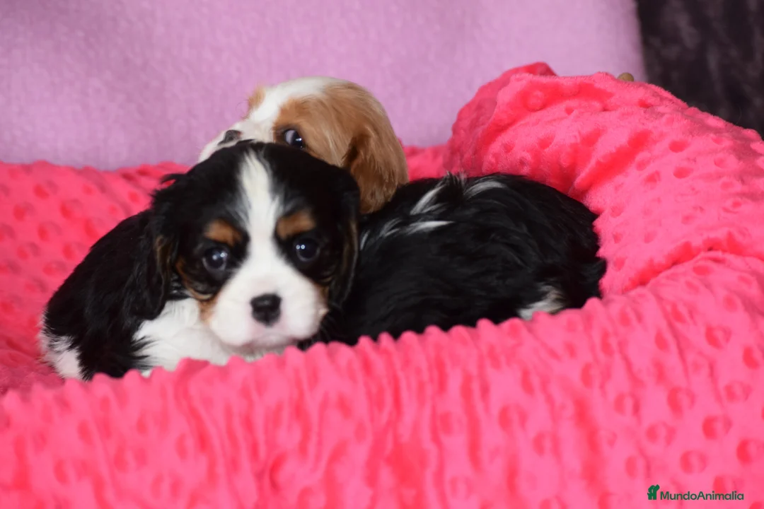 Cavalier King Charles Spaniel perros en venta: hembra tricolor calidad compañia - Anuncio 1