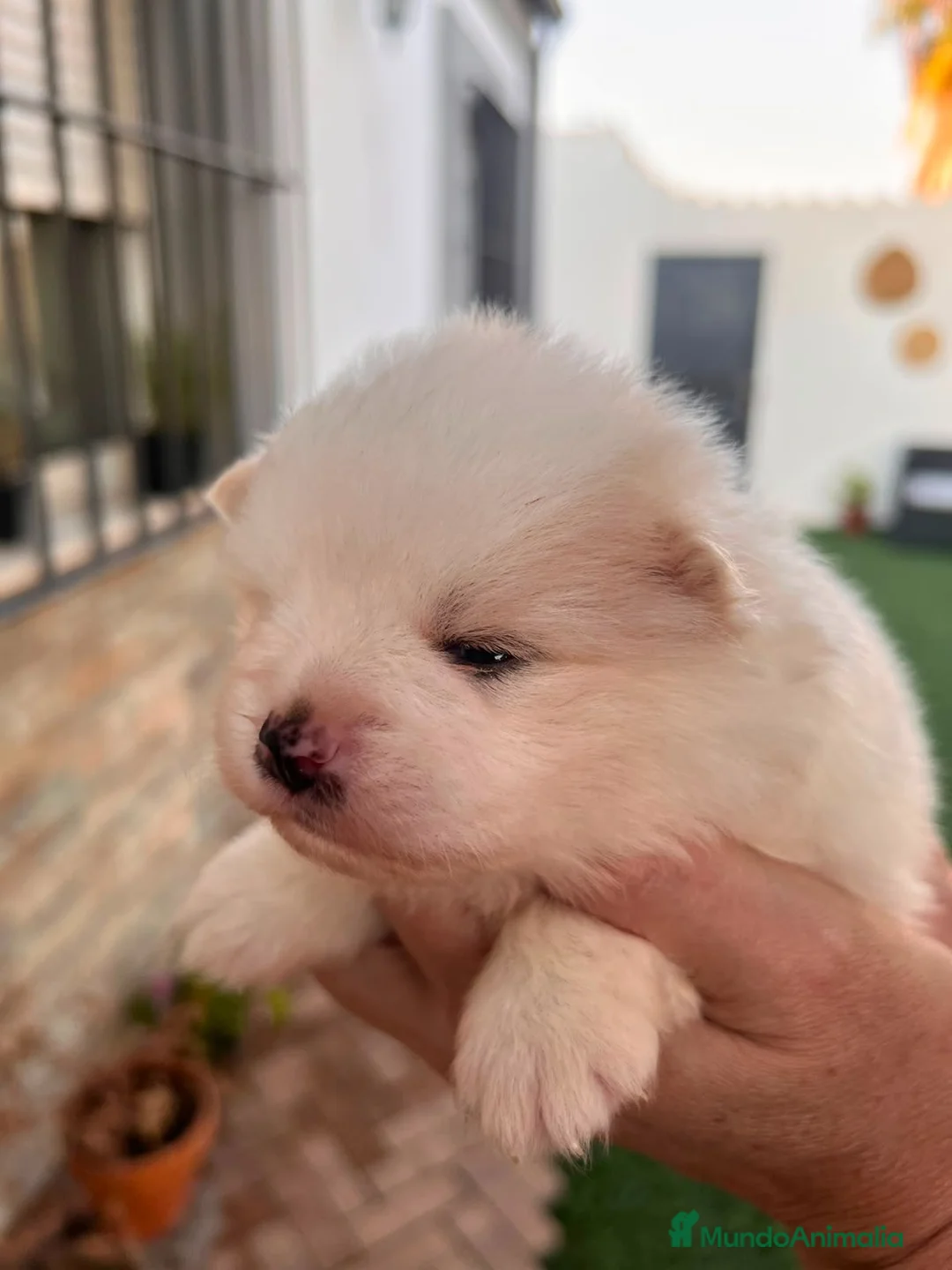 Pomerania perros en venta: pomerania toy  - Anuncio 4