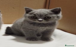 Británico de Pelo Corto gatos en venta: British Shorthair  - Imagen 7