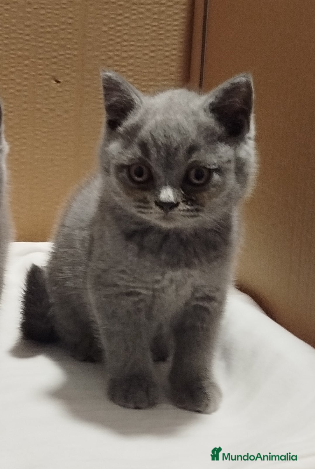 Británico de Pelo Corto gatos en venta: British Shorthair  - Imagen 7