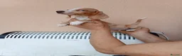 Teckel Miniatura perros en venta: Teckel mini bicolor - Anuncio 8