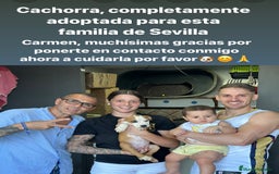 American Staffordshire-Terrier perros en venta: American Stanford, mis pequeños - Imagen 18