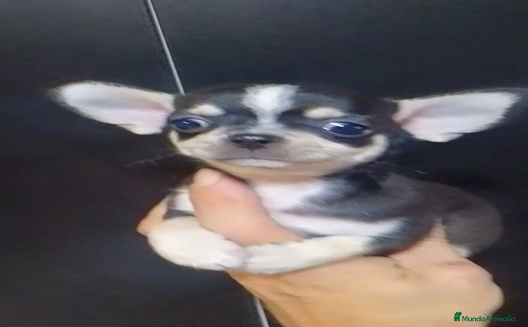 Chihuahua perros - Anuncio 3
