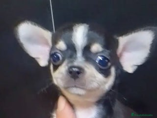Chihuahua perros - Anuncio 7