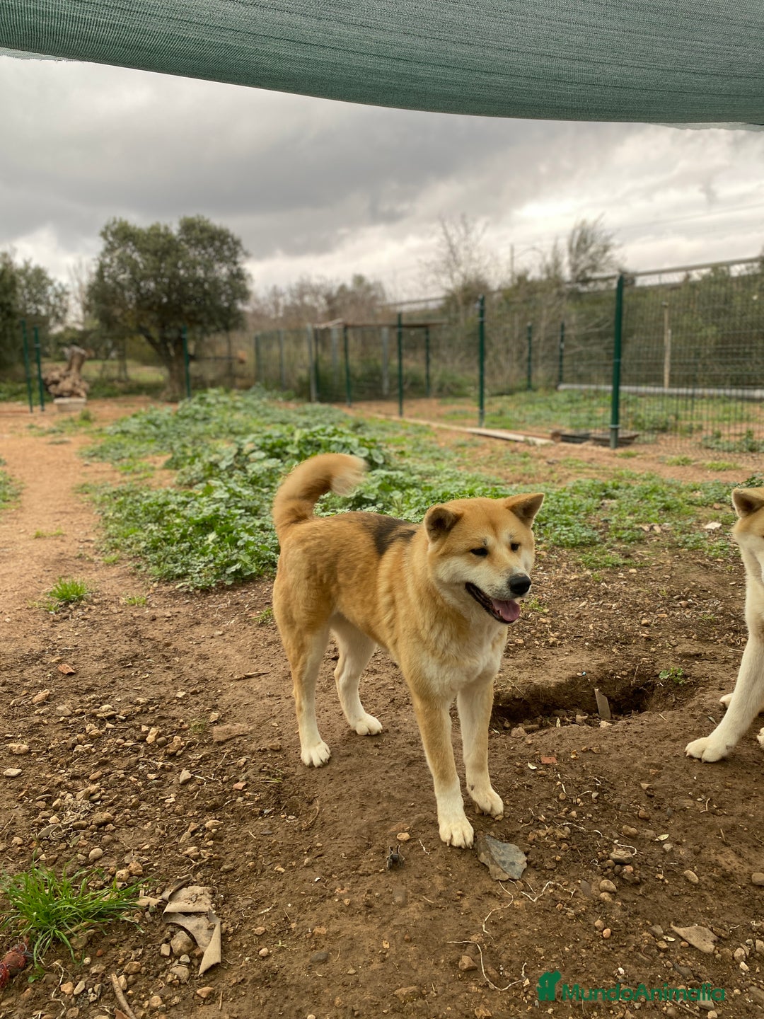 Akita Inu perros en adopcion: Para ADOPCIÓN Akita Inu - Anuncio 3