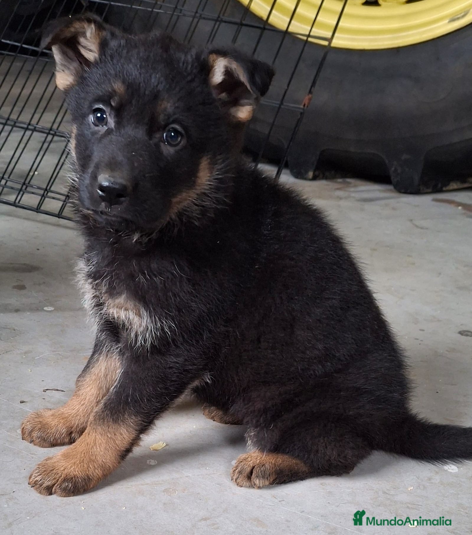 Pastor Alemán perros Cachorra pastora Alemana - Anuncio 1