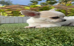 Chihuahua perros en venta: CHIHUAHUA MACHO - Imagen 14