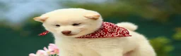 Shiba Inu perros en venta: 🤍 PRECIOSOS SHIBA INU ✨ en Alicante - Anuncio 3