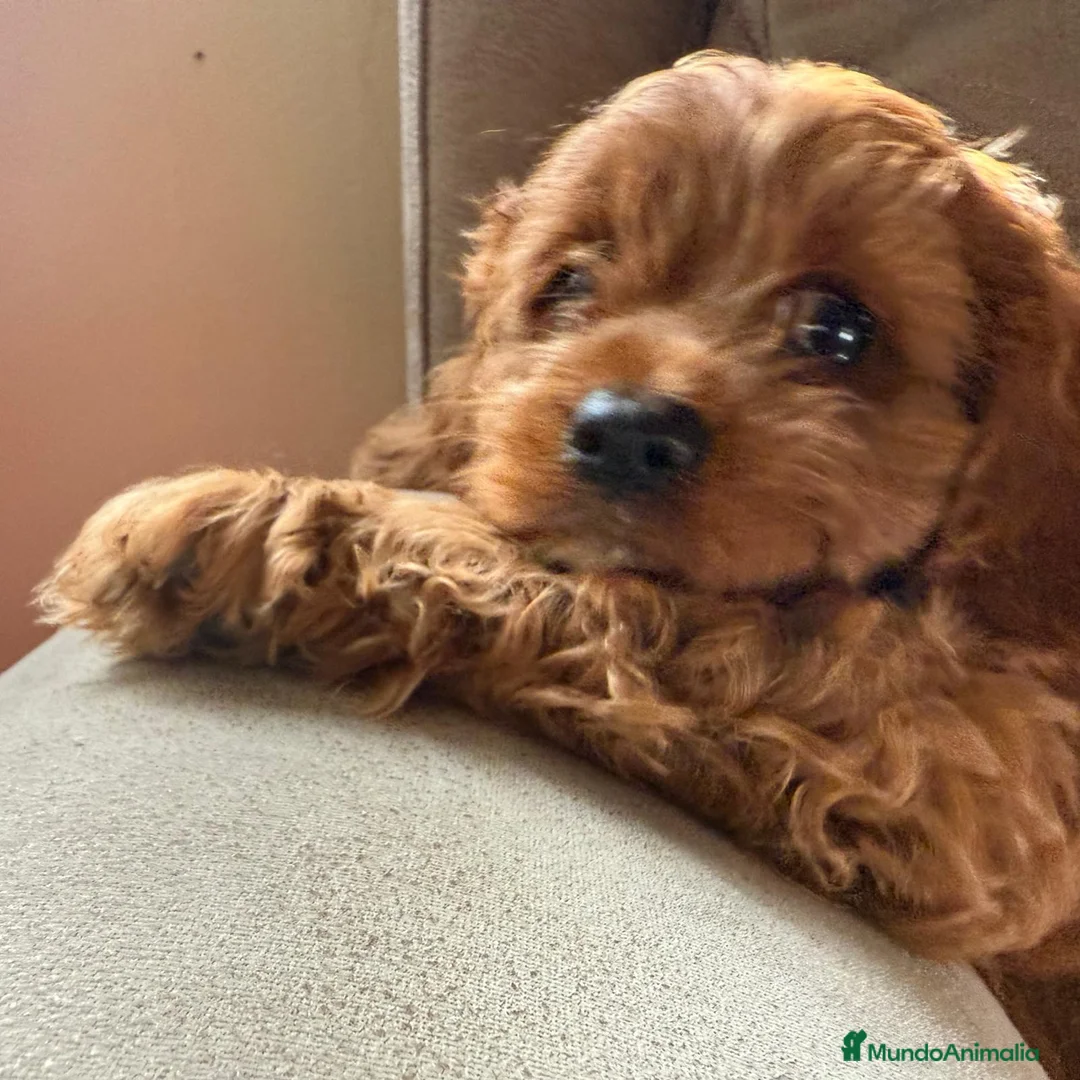 Cavapoo perros en venta: Camada cachorros raza Cavapoo en Granada - Anuncio 2