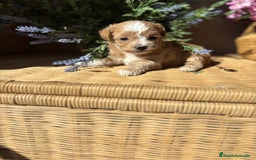 Maltipoo perros en venta: Maltipoo hembra Toy disponible  - Imagen 6