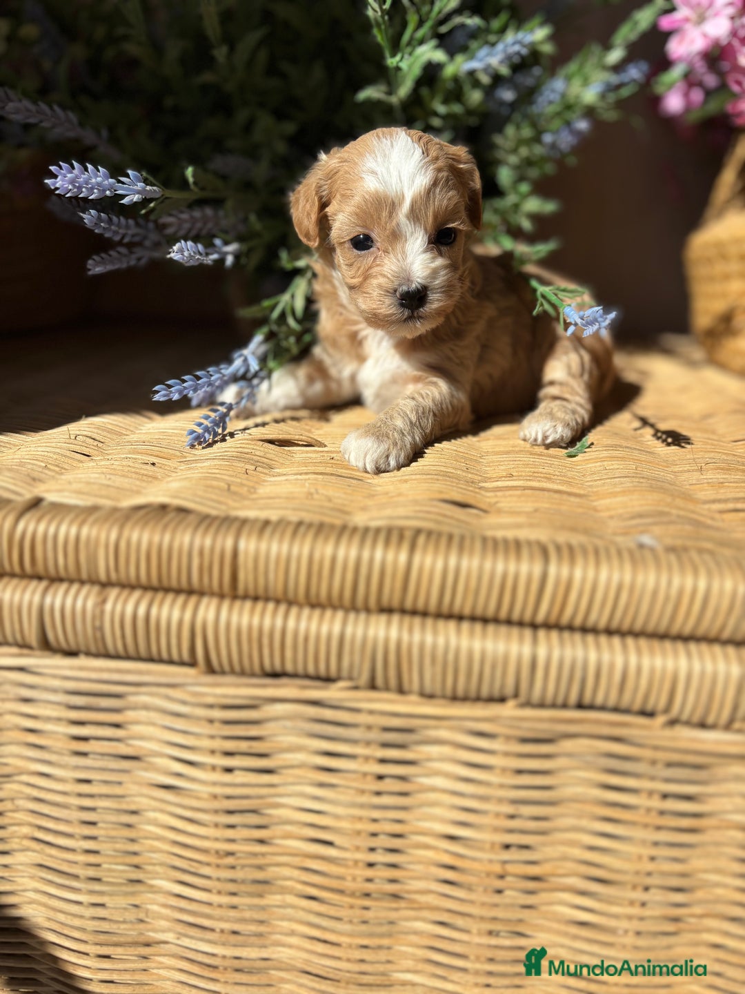 Maltipoo perros en venta: Maltipoo hembra Toy disponible  - Imagen 6