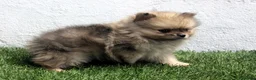 Pomerania perros en venta: Pomerania  - Anuncio 7