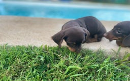 Teckel Miniatura perros en venta: teckel miniatura - Imagen 2