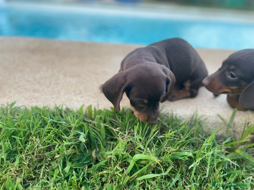 Teckel Miniatura perros en venta: teckel miniatura - Imagen 2