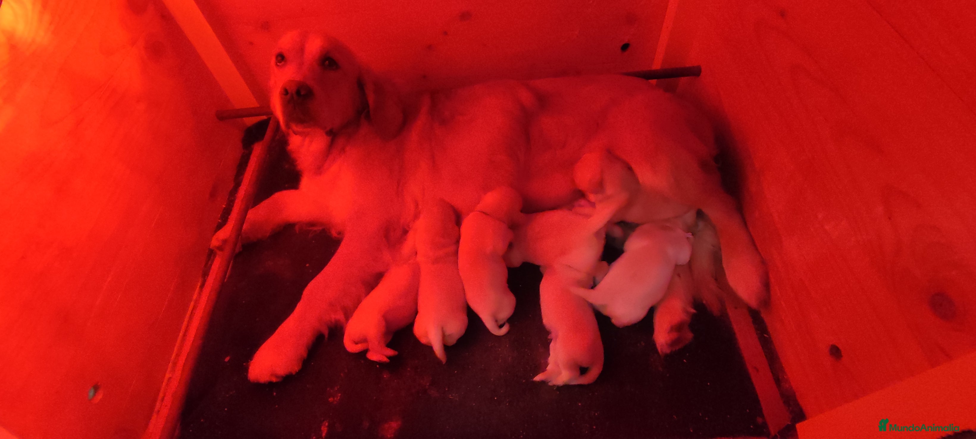 Golden Retriever perros Golden Retriever - Anuncio 2